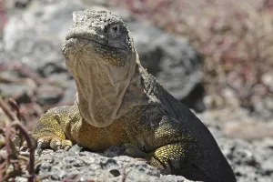 Drusenkopf (Conolophus subcristatus)