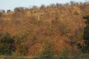 Dry deciduous forest in Malawi