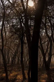 Dry deciduous forests of Ranthambhore national park on a winter evening