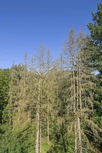 Dry fir trees in the forest near Orscholz near Mettlach