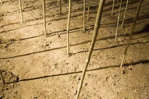Dry forest Indian contemporary art installation at faculty of fine arts