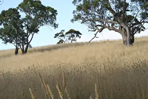 Dry grasslands in South Australia