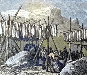 Drying the cod fish on Newfoundland country