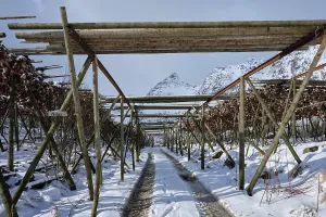 Drying flakes with stockfish cod fish heads in winter A fishing village