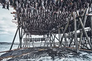 Drying flakes with stockfish cod fish in winter