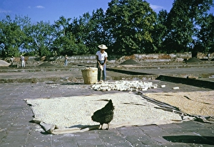 Drying sweetcorn on a farm, Fazenda Sant Anna, Campinas, Brazil, South America 1962, South America
