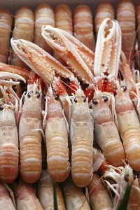 Dublin Bay Prawns or Norway Lobsters (nephrops norvegicus)