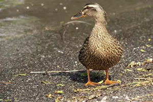 Duck on the banks of the Rhine