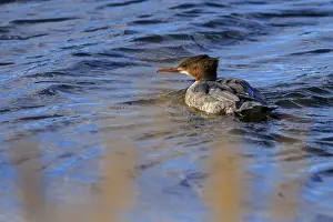 A duck bird paddles across a calm water surface