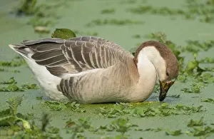 Category Wildlife DE Prints: A duck in a body of water surrounded by green water hyacinths