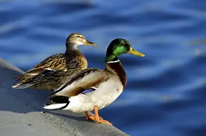 Duck and drake beside the river Spree