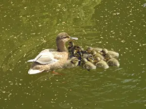 Duck, ducks, duck family, ducklings