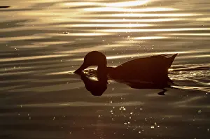 Duck, lake, bird, water bird, animal