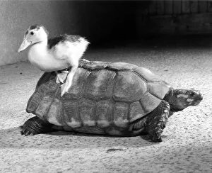 Duck plays with turtle, England, Great Britain