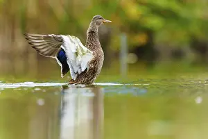 The duck raises its wings and shows the white undersides over the shimmering green water