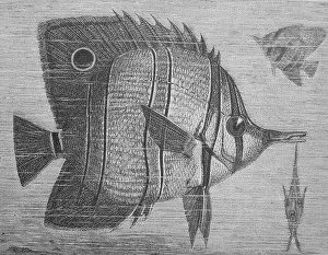 Duckbills, are a family of perciform fish found in tropical and subtropical waters of the Atlantic and Indian Oceans