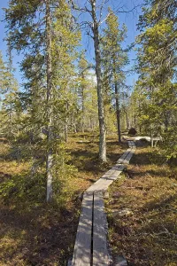 Duckboard trail at Sompio Strict Nature Reserve in sunny spring weather