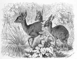 Ducker, Cephalophini, a tribus of hornbearers native to Africa