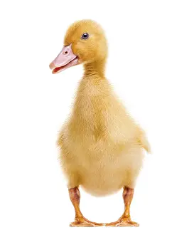 Duckling (7 days old) isolated on white