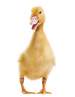 Duckling (7 days old) quacking, isolated on white
