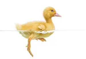 Duckling (7 days old) swimming, isolated on white