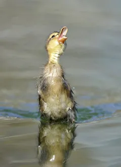 Duckling, Mallard Duck (Anas plathyrhynchos) snapping at a hoverfly (Epistrophe balteata)