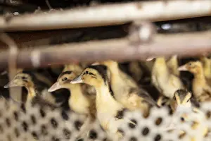 Ducklings at the duck breeding centre Jiang Su Xiang Gui Breeding Co