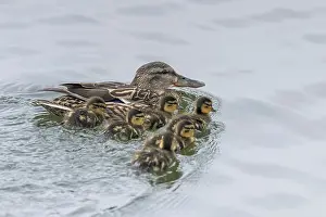 Ducklings Swimming, Mallard Duck Babies on Water Surface