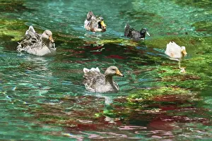 Ducks (Anas Platyrhynchos) Swimming Down the River
