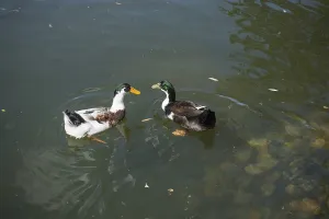 Ducks in an artificial lake on a sunny day