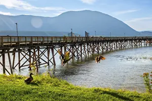 Framed Print : Ducks are flying near a long wooden pier on a sunny day with tourists walking on it