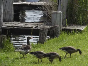 Ducks graze next to an old jetty on the lakeshore