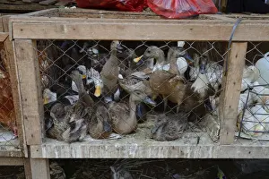 Ducks for sale at a market, Singaraja