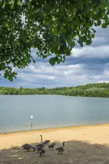 Ducks on the sandy beach of the Ruislip Lido Lake
