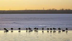 Ducks on the shore of a frozen lake at sunset