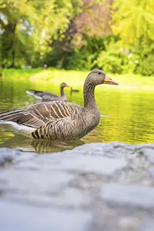 Category Wildlife DE Prints: Two ducks swimming on a calm lake