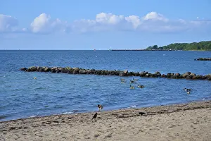 Category Wildlife DE Prints: Ducks swimming near a rocky beach under a clear sky with calm sea