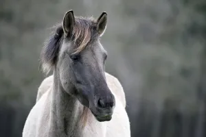 Duelmen pony, Dulmen, North Rhine-Westphalia