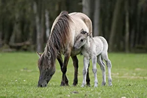 Duelmen pony, mother and foal, Dulmen