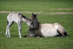 Duelmen pony, mother and foal, Dulmen
