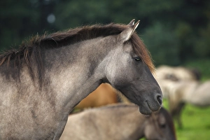 Duelmen pony, portrait, Merfelder Bruch