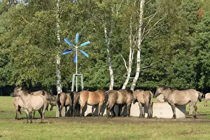 Duelmen wild horses, Merfelder Bruch
