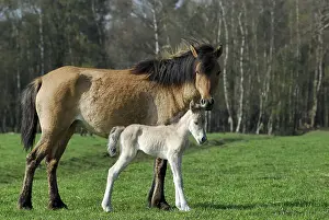 Duelmen wild horses, mother & child: The foal