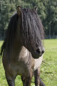 Duelmener wild stallion (Equus islandicus), stallion with long mane, Merfelder Bruch, Duelmen, Muensterland, North Rhine-Westphalia, Germany, Europe