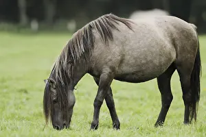 Duelmener Wildpferd, Merfelder Bruch