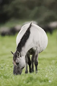 Duelmener Wildpferd, Merfelder Bruch