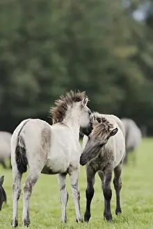 Duelmener Wildpferde, Merfelder Bruch