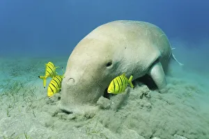 Dugong (Dugong dugon) and three Golden Trevally fish (Gnathanodon speciosus)