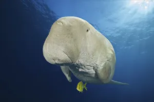 Dugong (Dugong dugon) with Golden Trevally (Gnathanodon speciosus) under water surface