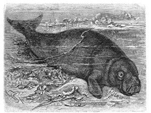 Dugong, dugongs (Dugong dugon) still living today